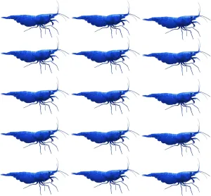 15 Pack Live Shrimp Freshwater Aquarium, Color of Blue Dream, Neocaridina Shrimp Live, 1/4 to 1/2 inch Aquarium Shrimp (Pack of 15, Blue Dream)