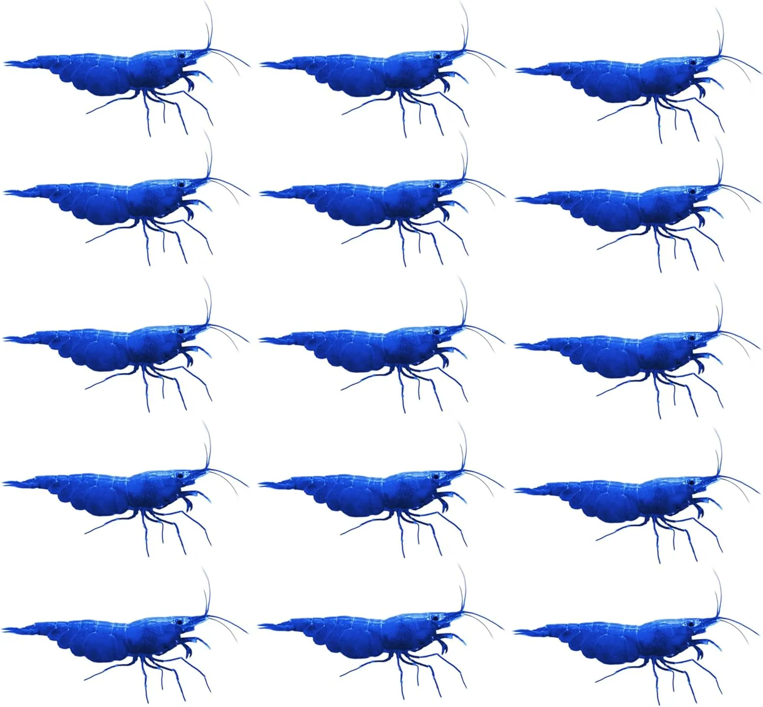15 Pack Live Shrimp Freshwater Aquarium, Color of Blue Dream, Neocaridina Shrimp Live, 1/4 to 1/2 inch Aquarium Shrimp (Pack of 15, Blue Dream)