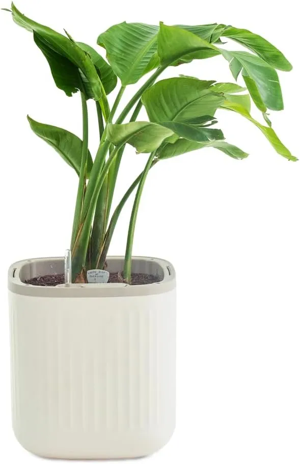 Vego garden Self Watering Pots Home Planters with Water Gauge for Effortless Indoor Plants Cream White